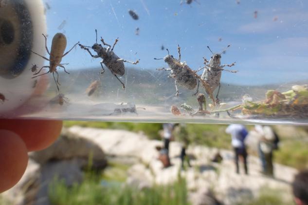 Group of bugs outdoors with mountain and people in the background