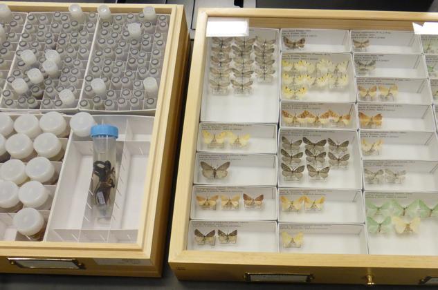 Display of insect specimens