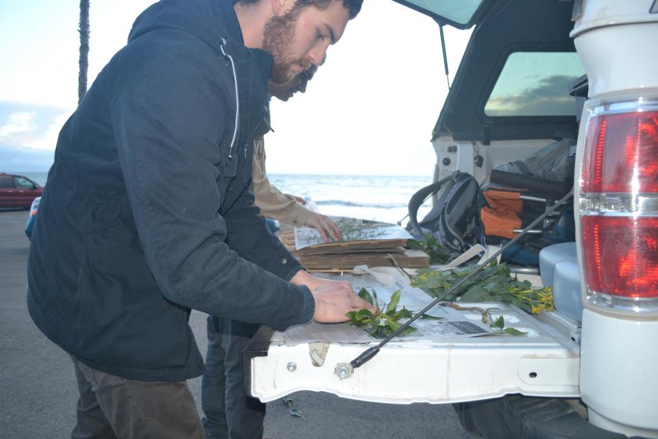 Students pressing plant vouchers along the California coast