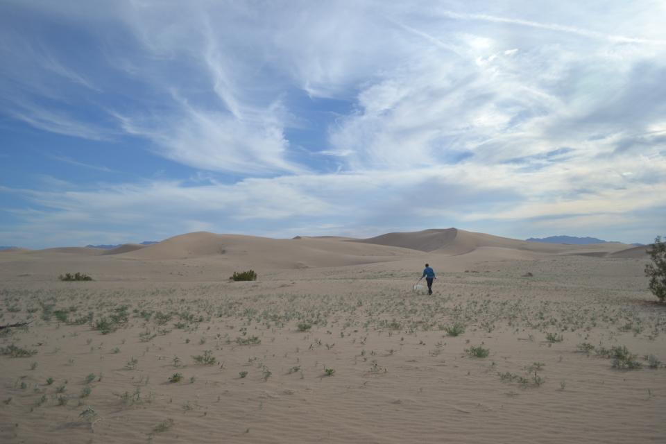 ASU Researcher collecting insects on California Sand Dunes with sky and clouds