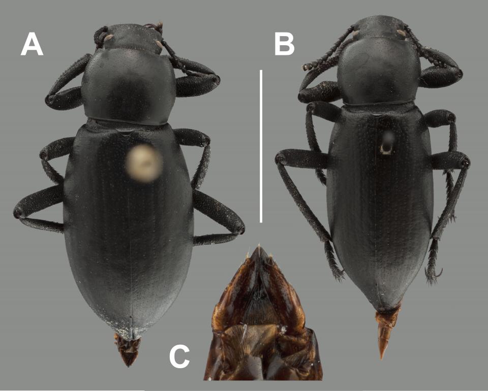 Specimens described Eleodes inornatus, long black beetle