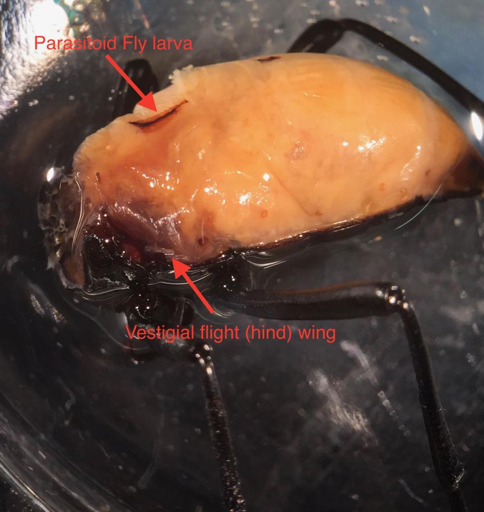 Dissected individual of Eleodes madrensis; parasitoid fly larva, vestigial flight (hind) wing