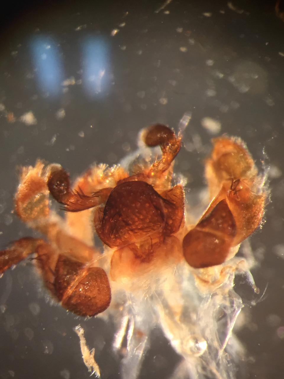 Dissected mouthparts of Eleodes extricatus at 60x magnification