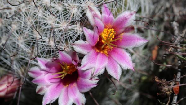 Graham's nipple cactus