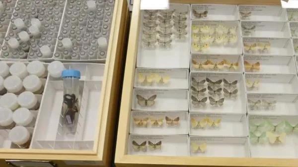 Display of insect specimens