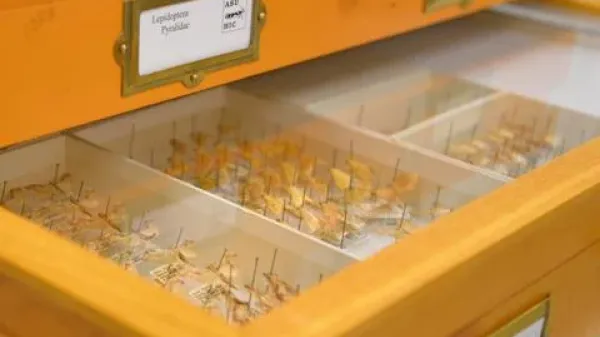 Orange case with insect specimens