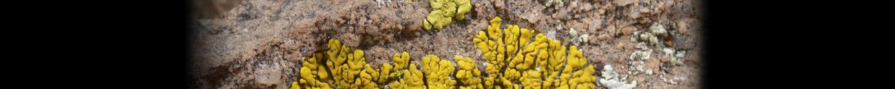 ASU Lichen Herbarium