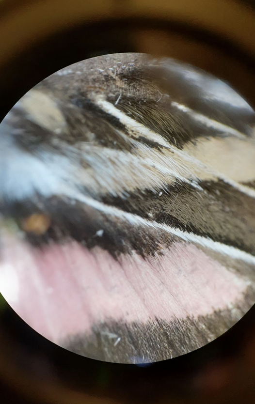 Moth wing through microscope