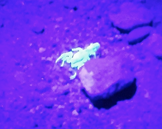Scorpion in UV light