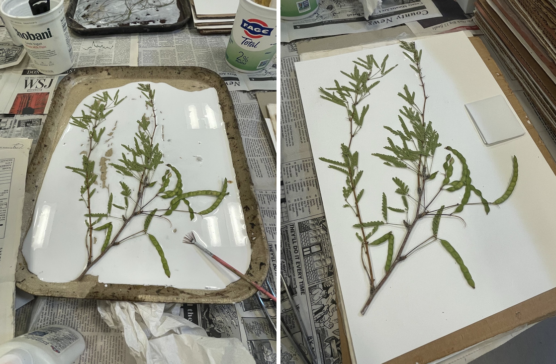Readying plants for mounting as herbarium vouchers
