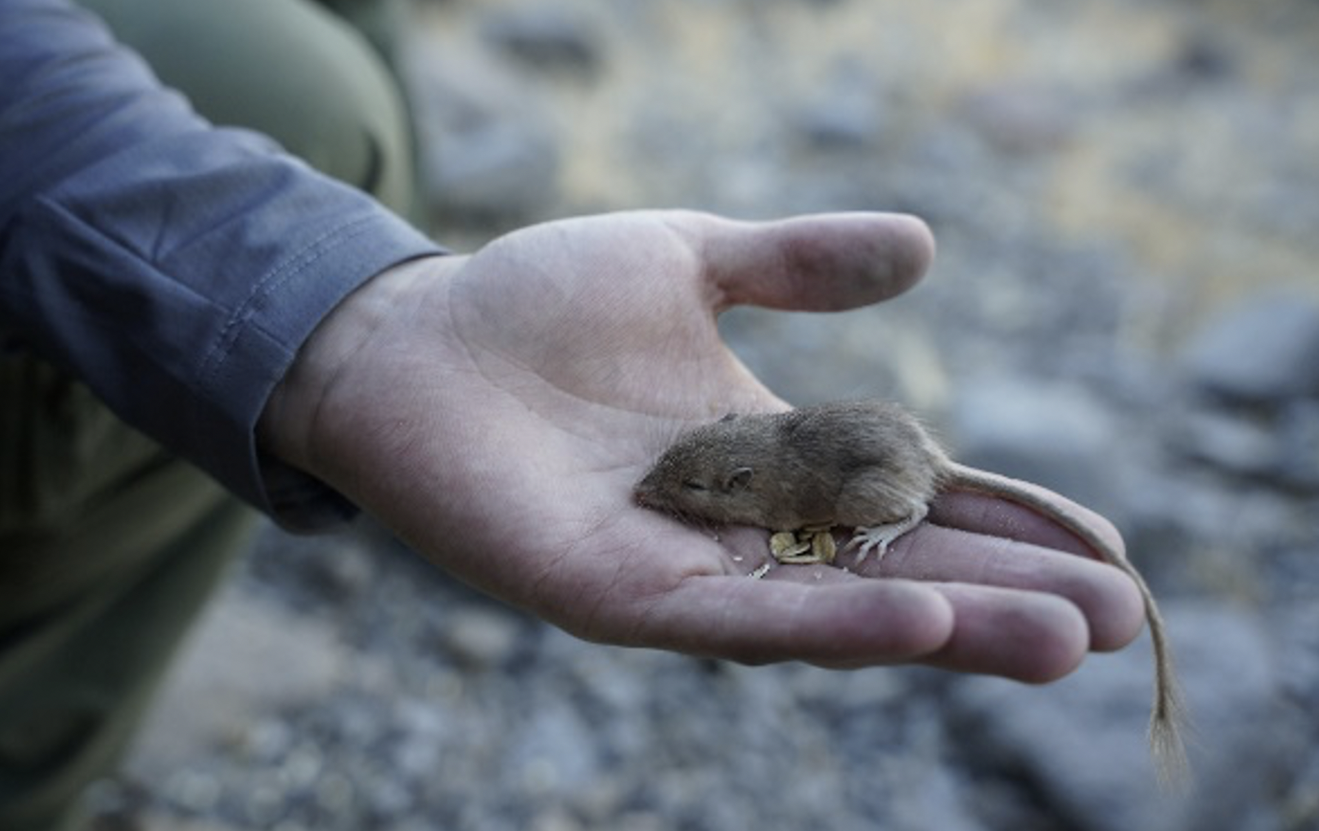 Mouse caught in small mammal trap in researcher's hand