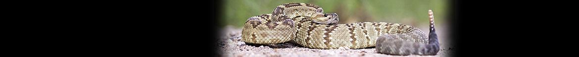 ASU Herpetology Collection
