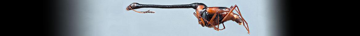 Insect Collections