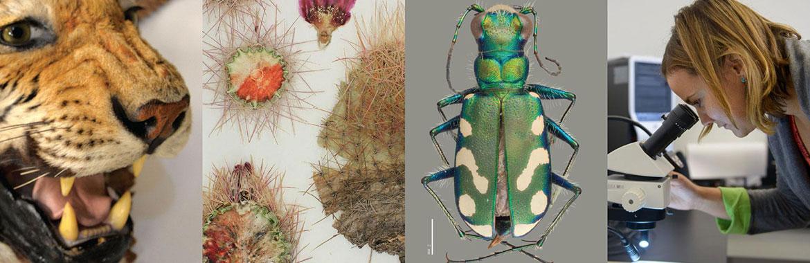 ASU Natural History Collections
