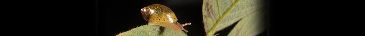 ASU Mollusk Collection