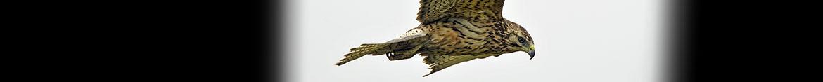 ASU Ornithology Collection