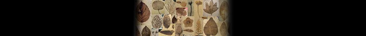 ASU Fossil Plant Collection