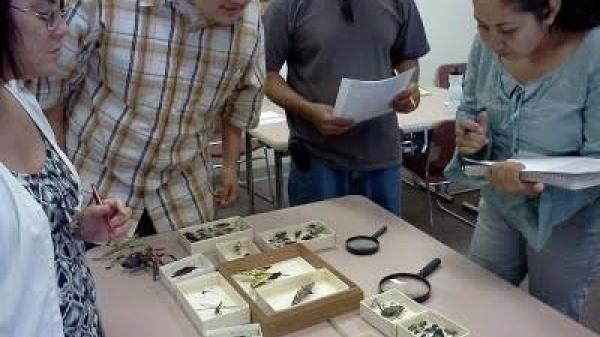 Students standing around table with boxes of specimens and magnifying glasses